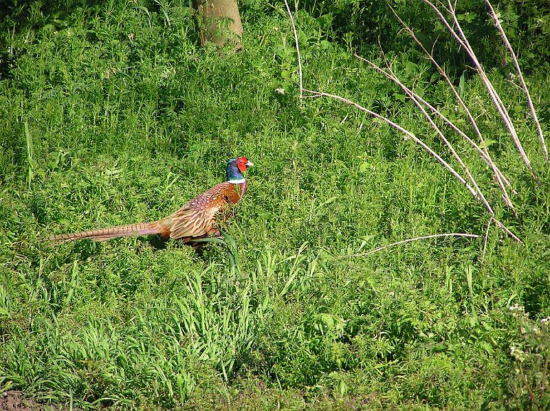 Local pheasant.JPG